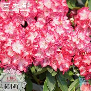 西洋シャクナゲ パープルスプレンダー 5号鉢植え : 苗木部 花ひろば