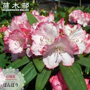 豪華♡どっしり株♡西洋シャクナゲ【ハイドンハンター】 園芸ネット本店｜西洋シャクナゲ：ハイドンハンター6号鉢植え の通販