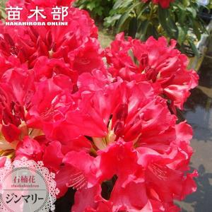 フェニックス ロベレニー 7号 : 日本ライン花木センターYahoo