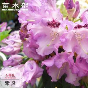 チョウセンニンジン苗木　プルプレア苗木セット チョウセンニンジン 2.5号ポット苗 : 苗木部 花ひろばオンライン