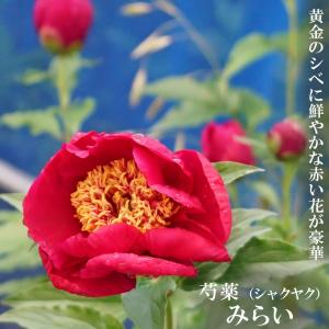 芍薬 鉢植えの商品一覧 通販 Yahoo ショッピング