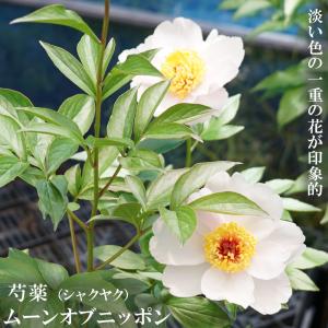 芍薬 鉢植えの商品一覧 通販 Yahoo ショッピング