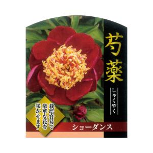 芍薬 鉢植えの商品一覧 通販 Yahoo ショッピング