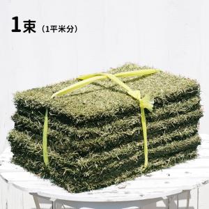 芝生 姫高麗芝 (ヒメコウライシバ) 1束 生産販売