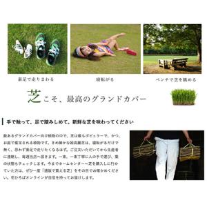 芝生 姫高麗芝 2束セット (2平米分) 生産...の詳細画像3