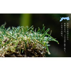 芝生 姫高麗芝 2束セット (2平米分) 生産...の詳細画像4