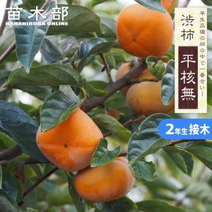 柿の苗木 平核無 渋柿 2年生接木 スリット鉢植...の商品画像