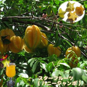 スターフルーツ 接木苗 沖縄県産 予約販売4月下旬頃入荷予定 : 苗木部