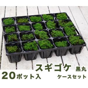 苔 ハイゴケ 1パック 爆買いweek : 苗木部 花ひろばオンライン - 通販