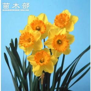 すずらん咲き水仙 スノーフレーク 球根 （4球入） （植え付け時期9月