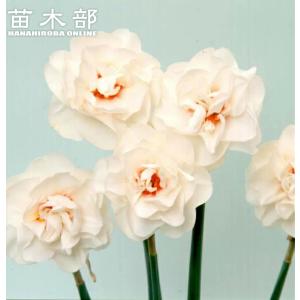 八重咲きブーゲンビレア（ブーゲンビリア） ピンク色 ＊花付きとは限り