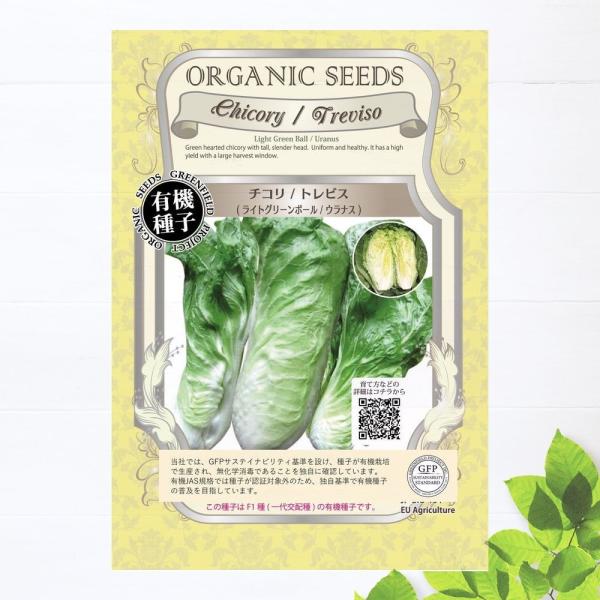 有機種子 チコリ 種 (トレビスライト グリーンボウル ウラナス) Sサイズ 18粒 種蒔時期 3〜...