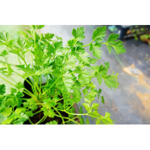 有機種子 イタリアンパセリ Sサイズ 0.8g（約480粒） 種蒔時期 3〜5月