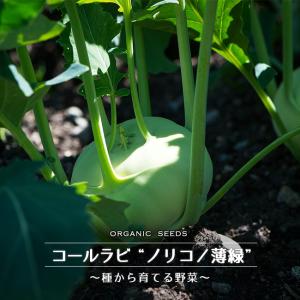 有機種子 コールラビ（ノリコ/薄緑） Sサイズ 80粒 種蒔時期 3〜5月、9〜10月｜hanahirobaonline