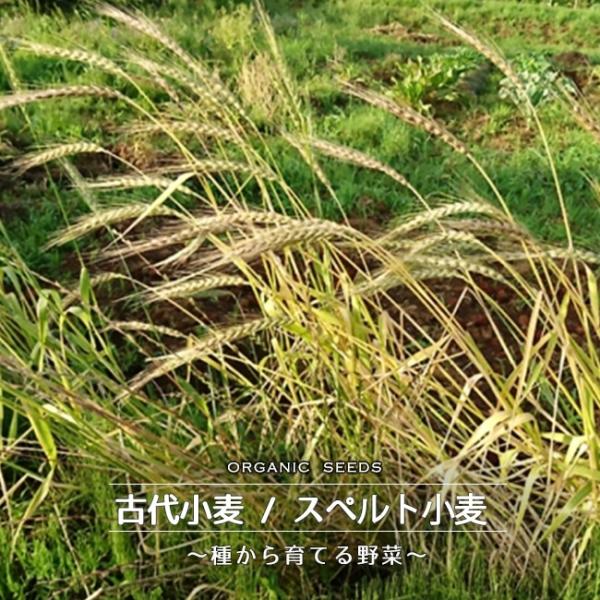 有機種子 古代小麦 （スペルト小麦） Sサイズ 15ｇ入り （種蒔時期 10月中旬〜12月初旬）