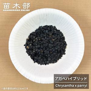 種子 10粒 寒さに強いアガベハイブリッド (Chrysantha x parryi) クリサンサとパリーの交配種