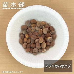 バオバブの種子10粒 アフリカバオバブ Adansonia digitata