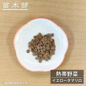 種子 10粒 タマリロ イエロータマリロ