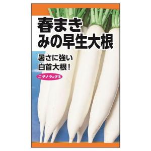 大根 タキイ交配 三太郎 種・小袋 （2ml） F1（一代交配種） 爆買い