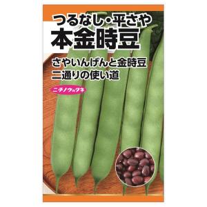 いんげん 本金時豆 種・小袋 （20粒） 固定種｜苗木部 花ひろばオンライン