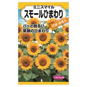 巨大輪ひまわり 種・小袋 （8ml） 固定種 爆買いweek : 苗木部 花