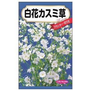 宿根かすみ草 種・小袋 （0.2ml） F1（一代交配種） 爆買いweek : 苗木
