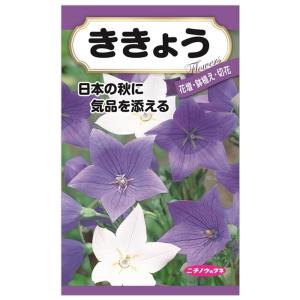 球根 五月雨桔梗 白&紫 5株入 （植え付け時期2月下旬まで） : 苗木部