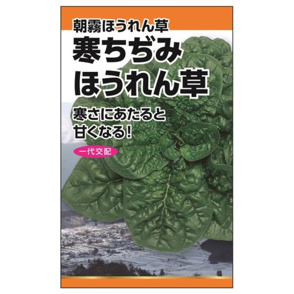 ほうれん草 寒ちぢみ(朝霧ほうれん草) 種・小袋 （20ml） F1（一代交配種）