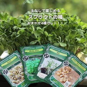 亀甲竜 2.5号ポット苗 : 苗木部 花ひろばオンライン - 通販 - Yahoo
