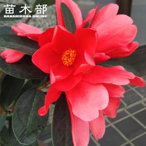 トキワマンサク 紅炎（こうえん） 3.5号ポット苗 ハナヒロバリュー 爆