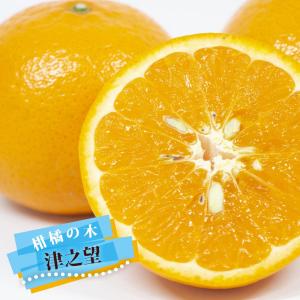 みかん 苗木 早生デコポン 不知火 2年生接木苗 爆買いweek : 苗木部 花