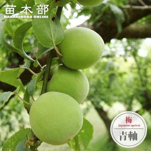 梅の苗木 選抜紀州南高梅 実梅 2年生接木苗 ロングスリット 鉢植え