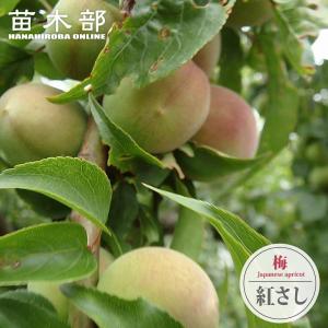 梅の苗木 紅映 （紅さし、べにさし） 実梅 うめ 1年生接木苗