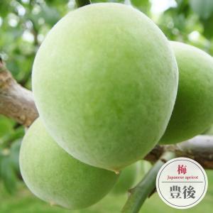 高田豊後（実梅）：果樹苗 : 日本花卉ガーデンセンターYahoo!店 - 通販
