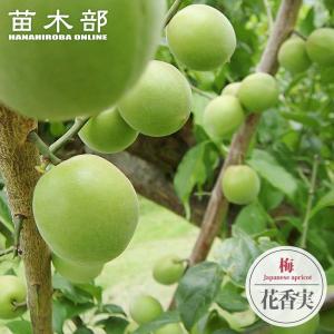 梨 苗木 幸水 3年生 接木 1m大苗 産地で剪定済 1.0m苗 予約販売10〜11