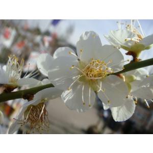 梅の苗木 稲積(いなずみ) 実梅 うめ 2年生...の詳細画像1