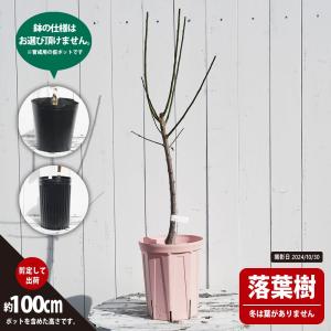 梅の苗木 稲積(いなずみ) 実梅 うめ 2年生...の詳細画像2