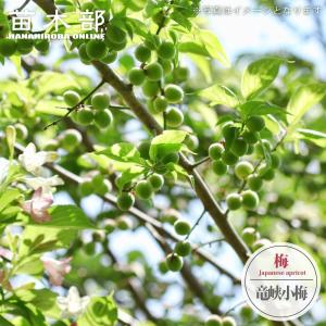 梅の苗木 選抜紀州南高梅 実梅 2年生接木苗 ロングスリット 鉢植え
