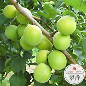 梅 苗木 【露茜 （つゆあかね） ［登録品種］】 1年生 接ぎ木 ポット苗