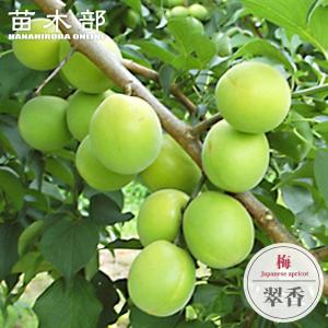 沖縄柑橘 タルガヨー ：果樹苗 柑橘苗 苗木 接木 苗 みかん 沖縄