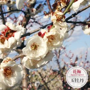 鹿児島紅梅 花梅 1年生接木 苗 : 苗木部 花ひろばオンライン - 通販