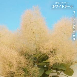 野村モミジ 株立ち 約1.7m 現品発送 特大株 植木苗木大苗 紫葉の