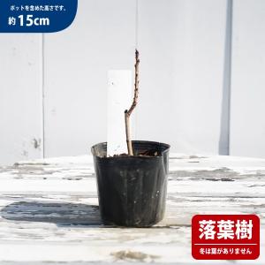雌株 スモークツリー ホワイトボール 挿し木 ...の詳細画像2