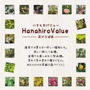 雌株 スモークツリー ホワイトボール 挿し木 ...の詳細画像4