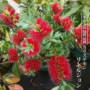 苗木部 花ひろばオンライン 縁起の良い植物 庭木 Yahoo ショッピング