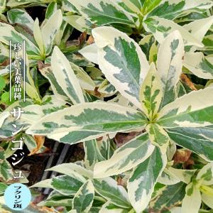 ネムノキ 白斑 3.5号ポット苗 ハナヒロバリュー 爆買いweek : 苗木部