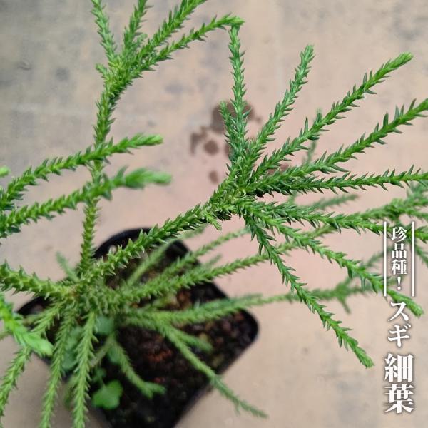 スギ 細葉 3.5号ポット苗 挿し木 ハナヒロバリュー