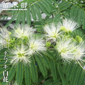 アカサヤネムノキ エバーフレッシュ 5号ポット苗 : 苗木部 花ひろば