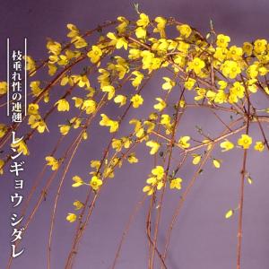 クリスマスローズ開花株 DDグロッシーカラー☆グロスレッド 015 現品