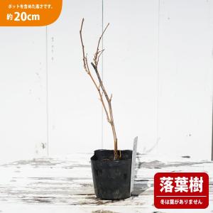 クワ 山桑 鈴成一才 3号ポット苗 挿し木 ハ...の詳細画像3